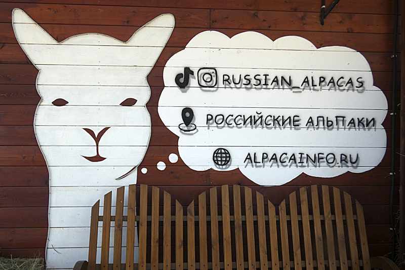Путешествие на ферму «Российские Альпаки» в Подмосковье.